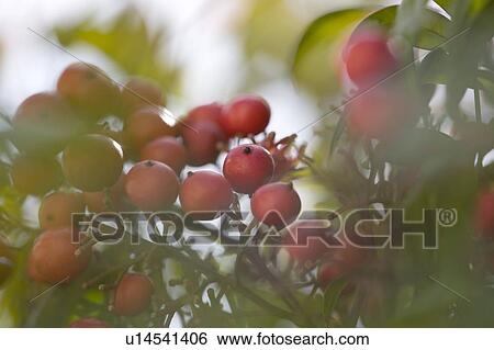 Stock Photograph - Close-up of red berries. Fotosearch