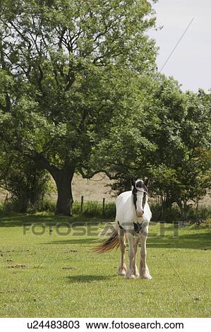 Stock Image - Clydesdale horse, Northumberland, England. Fotosearch