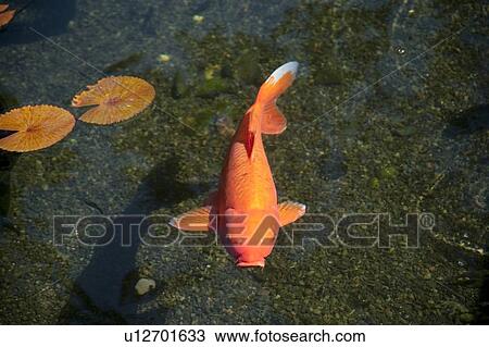 Stock Image - Fish; Maui, Hawaii, USA. Fotosearch