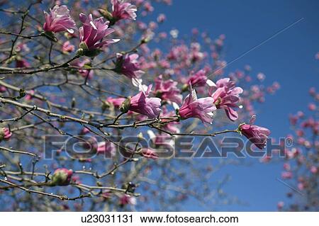 Stock Image - Flowering Loebner Magnolia tree. Fotosearch