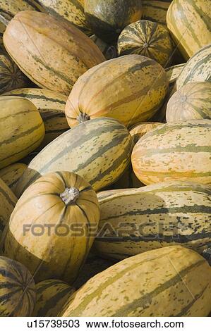 Stock Image - Gourds; Laval, Quebec, Canada. Fotosearch