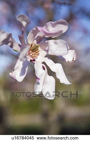 Gros Plan De A Arbre Magnolia Fleur Fleur Montréal Jardin Botanique Québec Canada Banques De Photographies