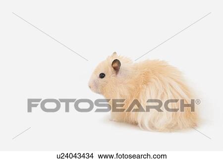 Picture - Hamster. Fotosearch
