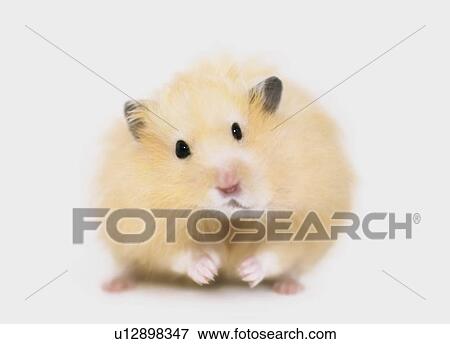 Stock Photo - Hamster. Fotosearch