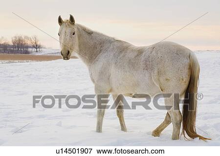 Horse in the snow View Large Photo Image Stock Photo - Horse in the snow. Fotosearch