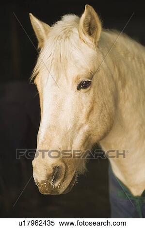 Horse portrait, Minnesota, USA View Large Photo Image Stock Photography - Horse portrait, Minnesota, USA. Fotosearch