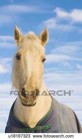 Horse with a blanket View Large Photo Image Stock Image - Horse with a blanket. Fotosearch
