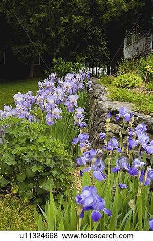 Stock Photo - Iris in a garden; Quebec, Canada. Fotosearch