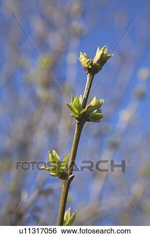 Lilac tree buds at springtime, Montreal Botanical Garden, Quebec, Canada View Large Photo Image Stock Photograph - Lilac tree buds at springtime, Montreal Botanical Garden, Quebec, Canada. Fotosearch