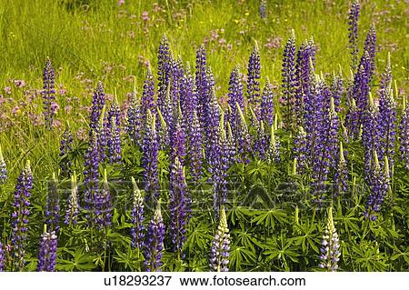 Lupins View Large Photo Image Stock Photo - Lupins. Fotosearch
