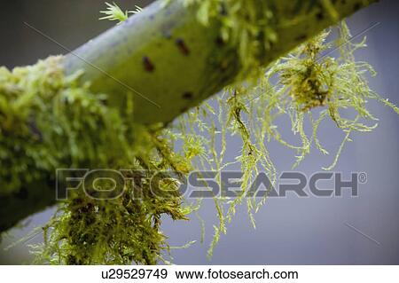 Moss on a branch View Large Photo Image Stock Photo - Moss on a branch. Fotosearch
