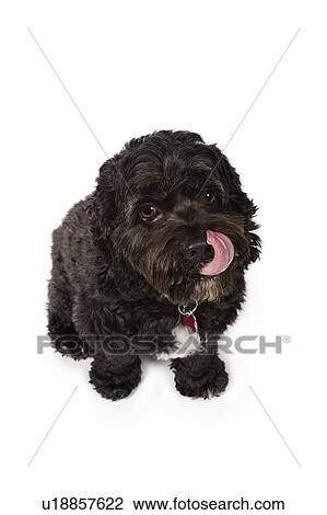 Noir Bichon Cocker épagneul Croix Chien Banque Dimage