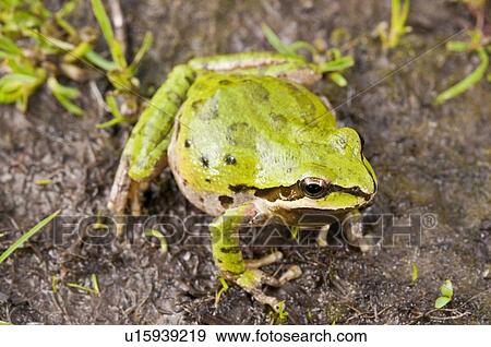 Stock Photo - None. Fotosearch