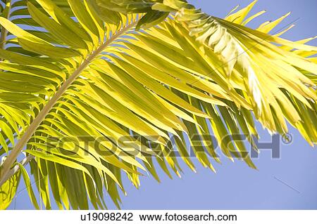 Palm branch, Maui, Hawaii, USA View Large Photo Image Stock Image - Palm branch, Maui, Hawaii, USA. Fotosearch