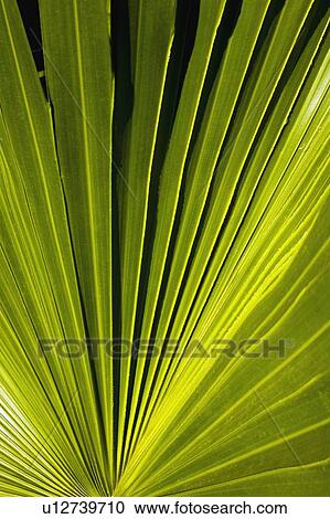 Palm fronds View Large Photo Image Stock Image - Palm fronds. Fotosearch