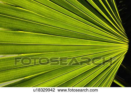 Stock Image - Palm fronds. Fotosearch