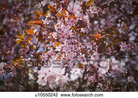 Stock Image - Pink cherry blossoms. Fotosearch
