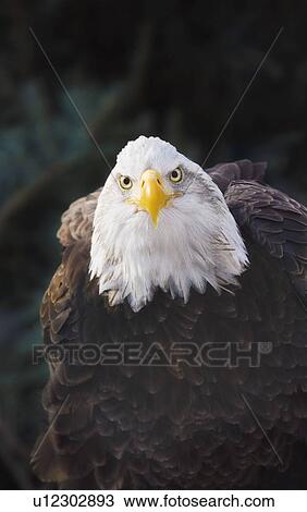 Portrait of bald eagle (Haliaeetus leucocephalus); Minnesota, USA View Large Photo Image Stock Image - Portrait of bald eagle (Haliaeetus leucocephalus); Minnesota, USA. Fotosearch