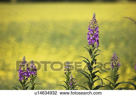 Purple flowers View Large Photo Image Stock Image - Purple flowers. Fotosearch