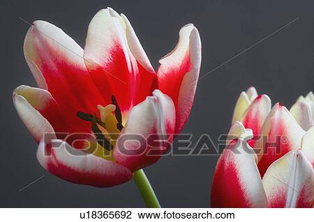 Red and white tulips View Large Photo Image Stock Image - Red and white tulips. Fotosearch