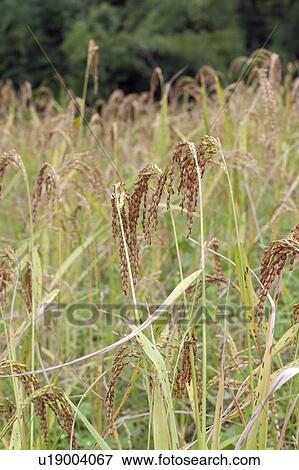 Stock Photo - Rice stalks. Fotosearch