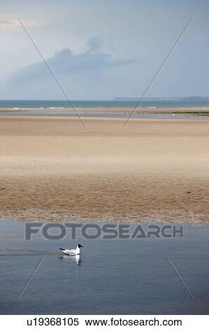 Stock Photography - Seagull in water, Alnmouth, Northumberland, England. Fotosearch