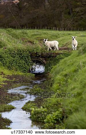 Sheep crossing a small bridge, Northumberland, England View Large Photo Image Stock Image - Sheep crossing a small bridge, Northumberland, England. Fotosearch