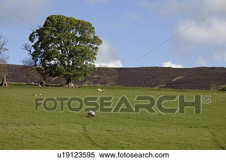 Stock Photography - Sheep grazing in a field; Northumberland, England. Fotosearch