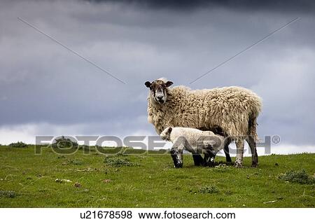 Stock Photo - Sheep; Northumberland, England. Fotosearch