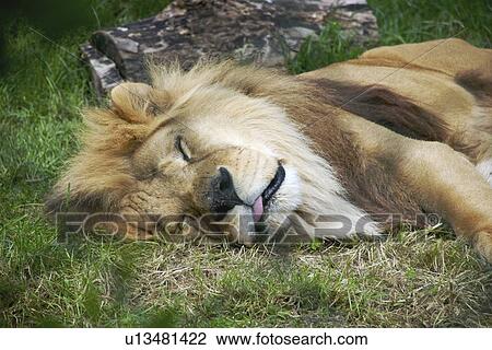 Sleeping lion (Panthera leo) View Large Photo Image Stock Image - Sleeping lion (Panthera leo). Fotosearch