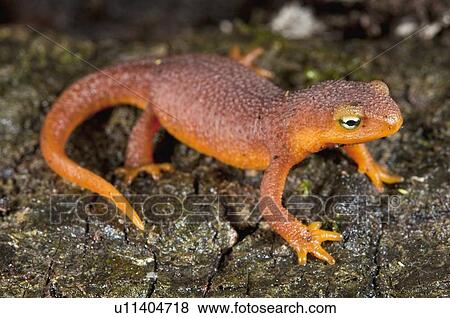 Small coastal range newt, Santa Cruz, California View Large Photo Image Stock Photo - Small coastal range newt, Santa Cruz, California. Fotosearch