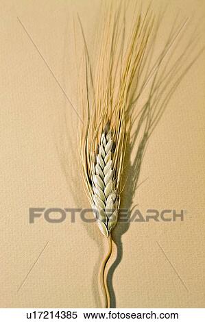 Stalk of wheat View Large Photo Image Stock Photography - Stalk of wheat. Fotosearch