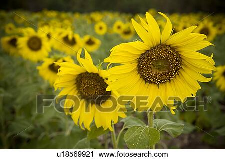Stock Image - Sunflower fields. Fotosearch