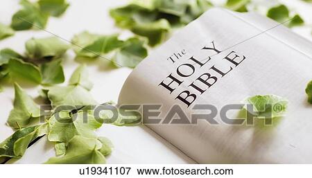 Stock Photo - The Bible among leaves. Fotosearch