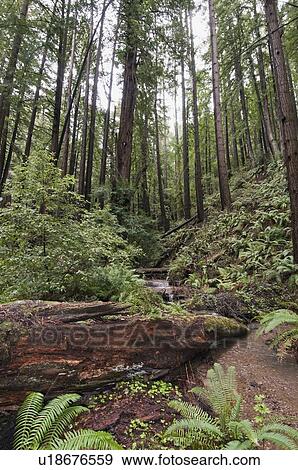 Stock Photo - The coastal redwood forests of Santa Cruz County, California, USA. Fotosearch