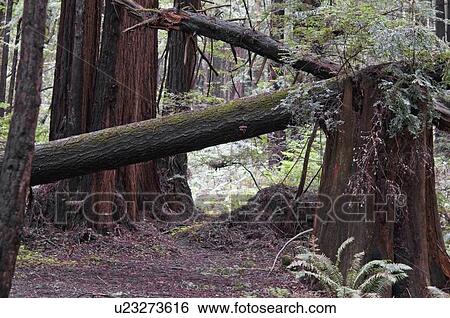Stock Photograph - The coastal redwood forests of Santa Cruz County, California, USA. Fotosearch