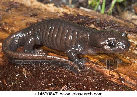 The northwestern salamander (Ambystoma gracile) View Large Photo Image Stock Photo - The northwestern salamander (Ambystoma gracile). Fotosearch
