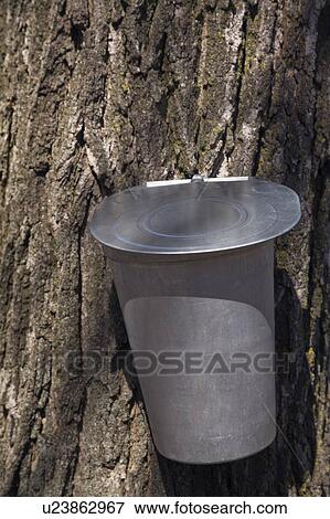 Traditional maple tree sap collecting bucket attached to a maple tree at springtime, Laval, Quebec, Canada View Large Photo Image Stock Photo - Traditional maple tree sap collecting bucket attached to a maple tree at springtime, Laval, Quebec, Canada. Fotosearch