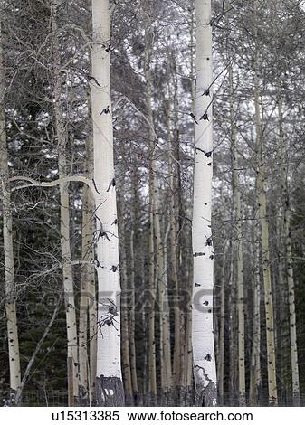 Stock Photography - Trees; Banff, Alberta, Canada. Fotosearch