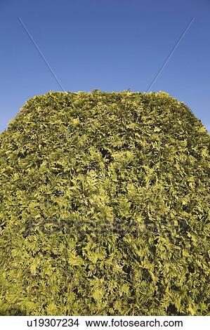 Trimmed cedar hedge; Montreal, Quebec, Canada View Large Photo Image Picture - Trimmed cedar hedge; Montreal, Quebec, Canada. Fotosearch