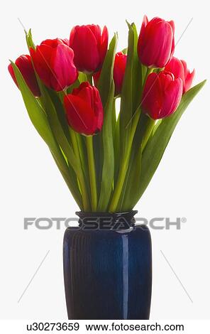 Tulips in a vase View Large Photo Image Stock Photo - Tulips in a vase. Fotosearch