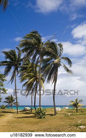 Stock Photo - Varadero Beach, Varadero, Cuba. Fotosearch