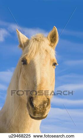 White horse; Minnesota, USA View Large Photo Image Stock Photography - White horse; Minnesota, USA. Fotosearch