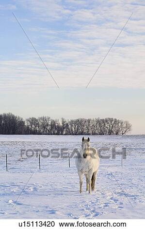 White horse standing in snowy field View Large Photo Image Stock Image - White horse standing in snowy field. Fotosearch