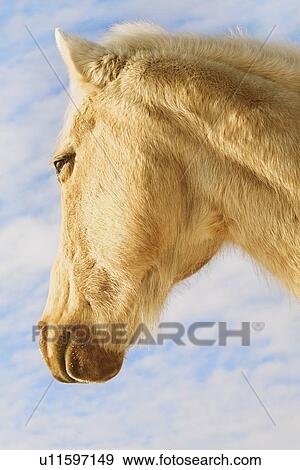 Stock Photo - White horse. Fotosearch
