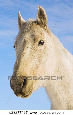 Stock Photo - White horse. Fotosearch