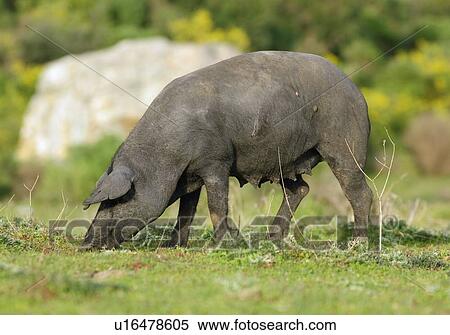 Stock Photography - Wild pig grazing. Fotosearch
