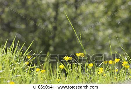 Wildflowers View Large Photo Image Stock Image - Wildflowers. Fotosearch