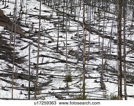 Winter forest scene; Banff, Alberta, Canada View Large Photo Image Stock Image - Winter forest scene; Banff, Alberta, Canada. Fotosearch