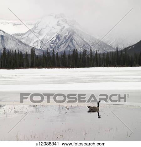 Winter landscape, Banff National Park, Alberta, Canada View Large Photo Image Stock Image - Winter landscape, Banff National Park, Alberta, Canada. Fotosearch